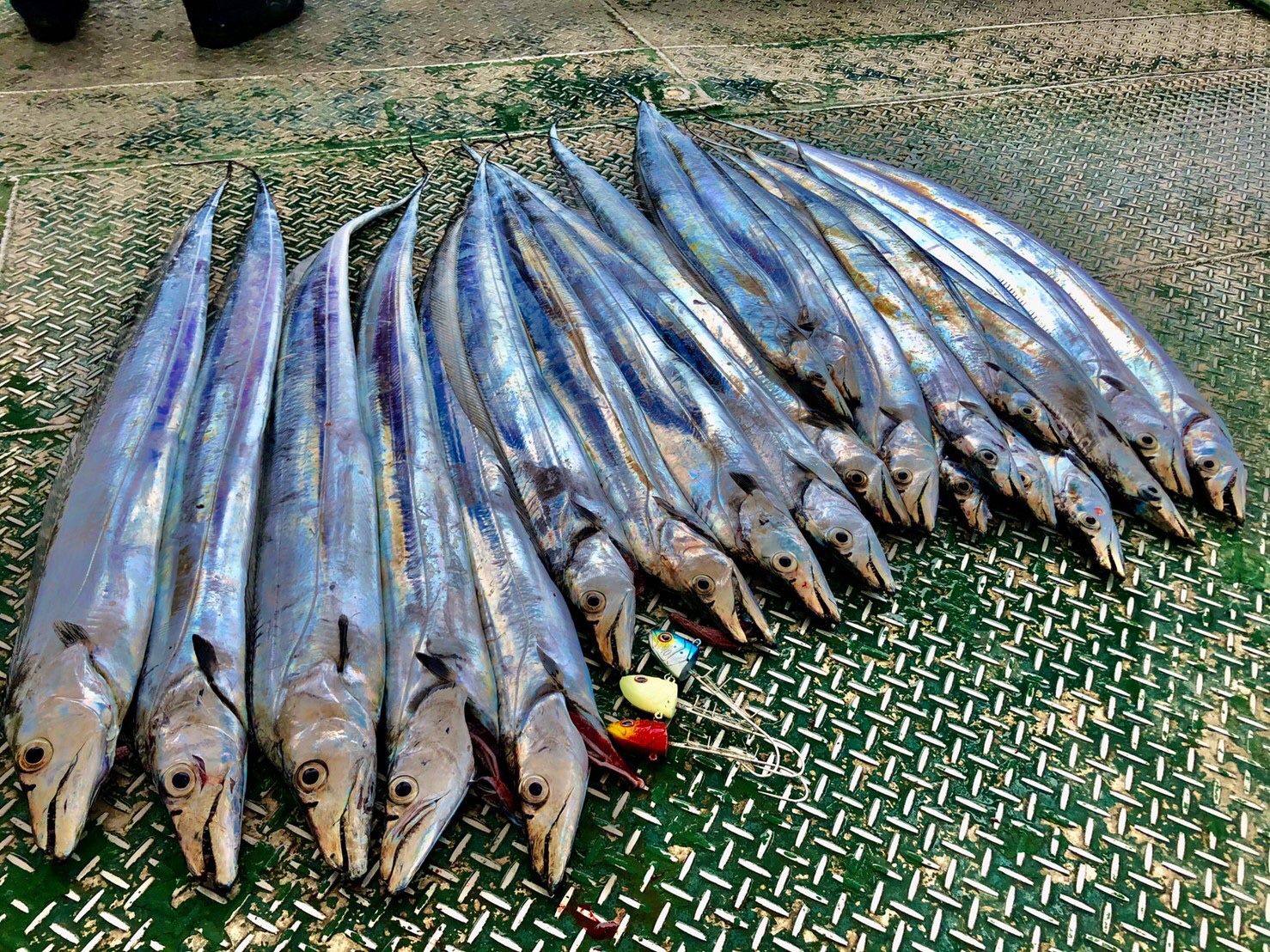 【フォール】の重要性 タチウオマニア